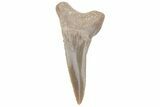 Fossil Ginsu Shark (Cretoxyrhina) Tooth - Kansas #219177-1